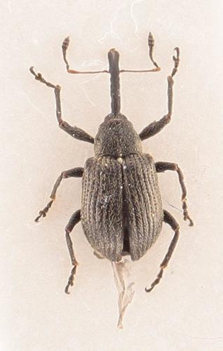 Anthonomus rubi